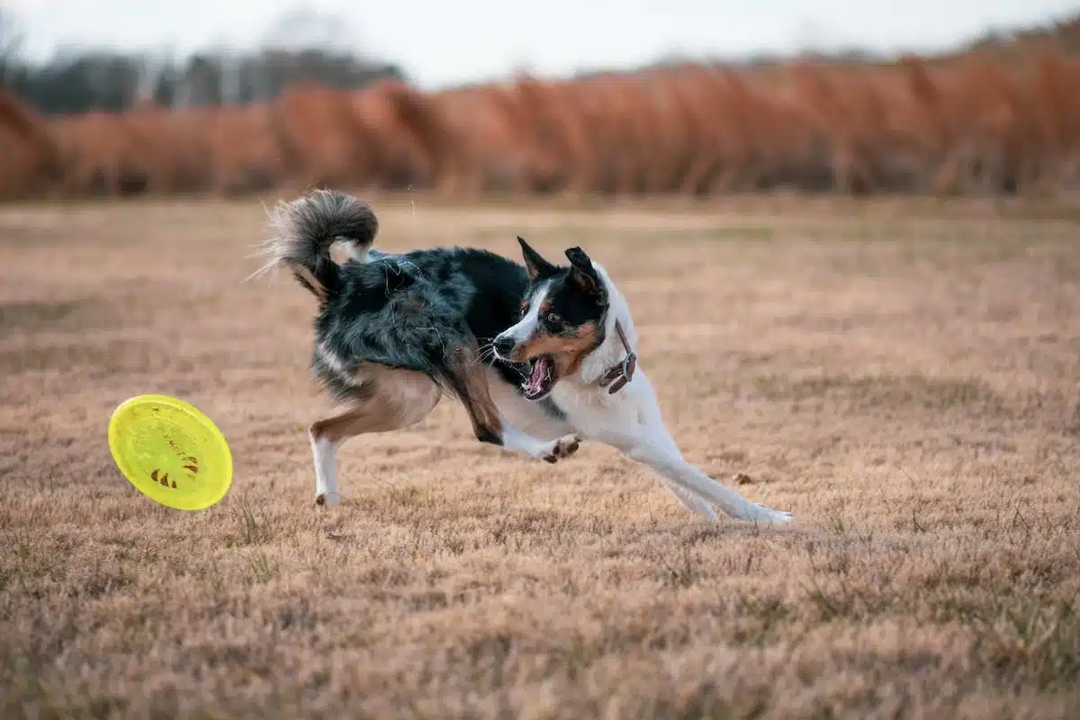 agility dog