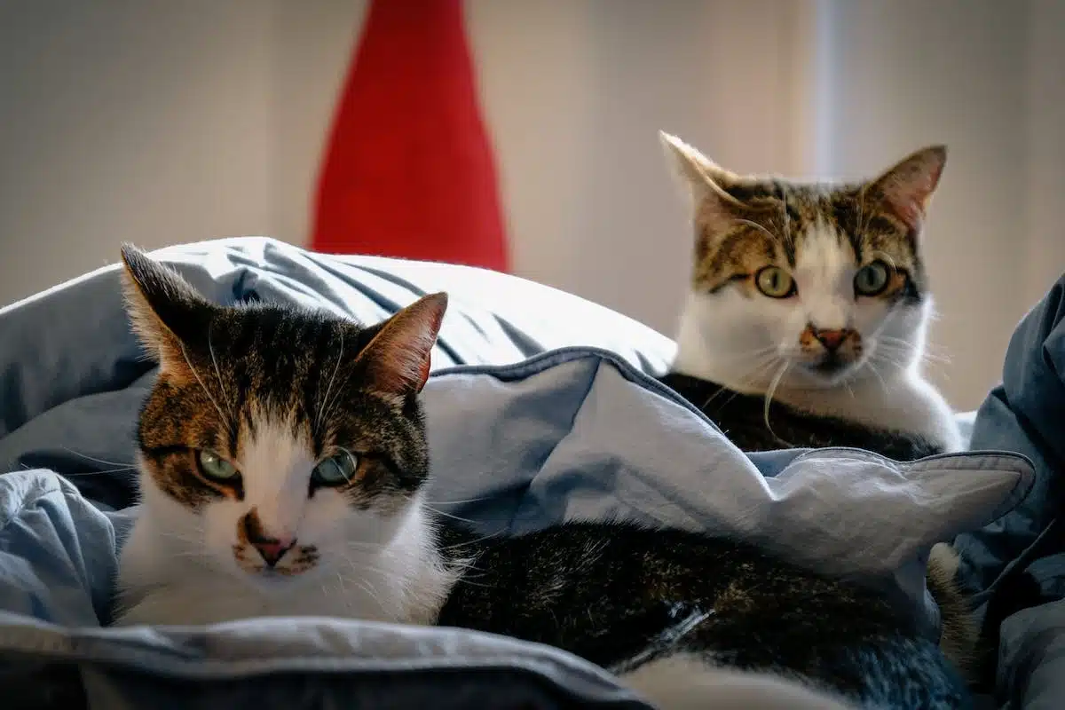 chat santé