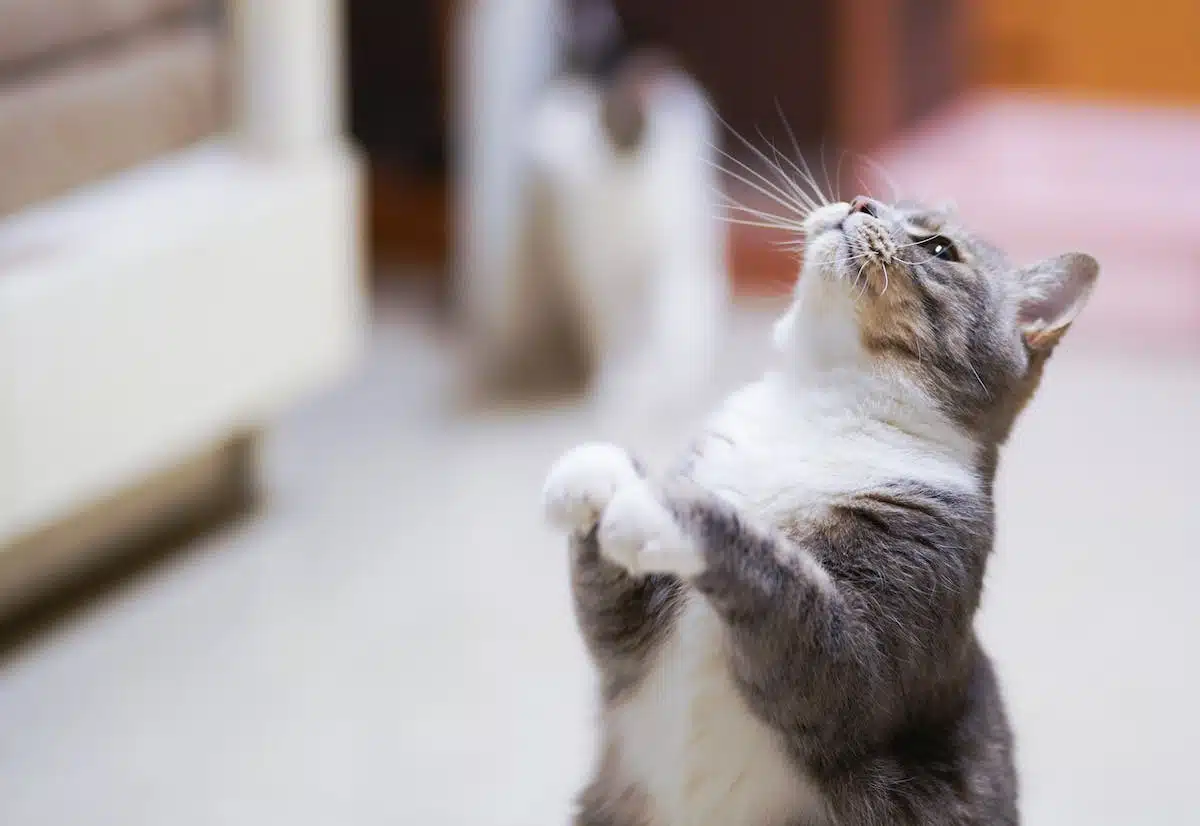 chat  alimentation