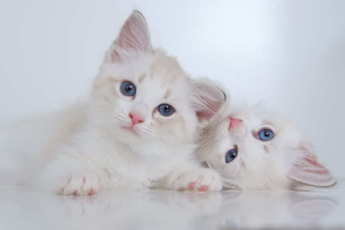 cats kids