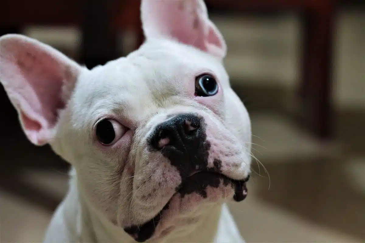 chien apaisé