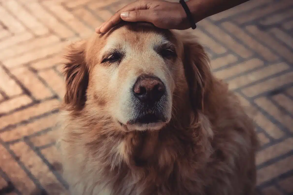 chiens maladies