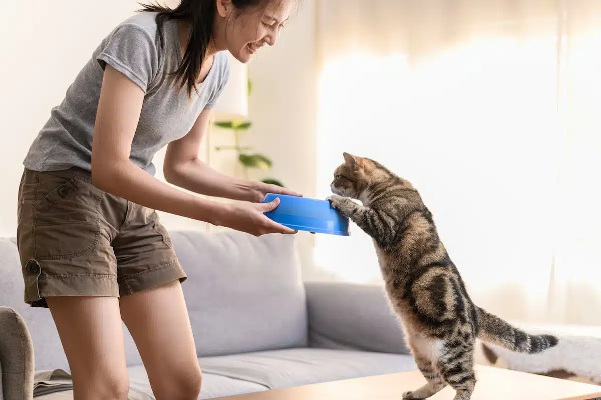 chat humain