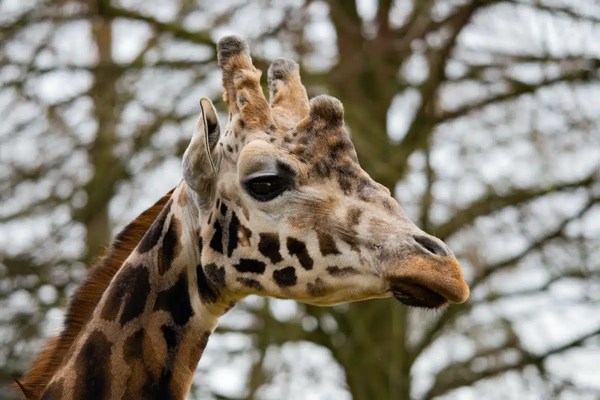 animal sauvage