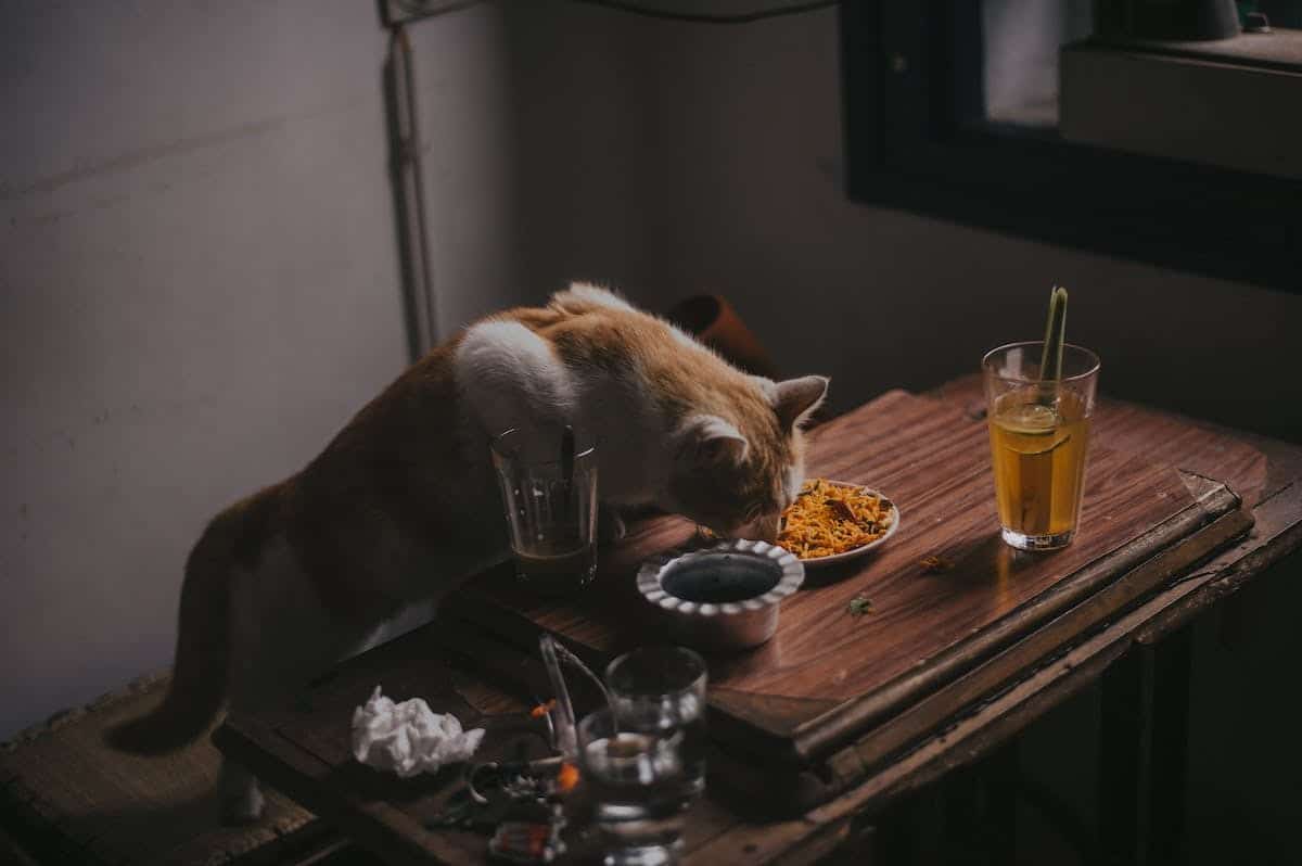 nourriture animaux