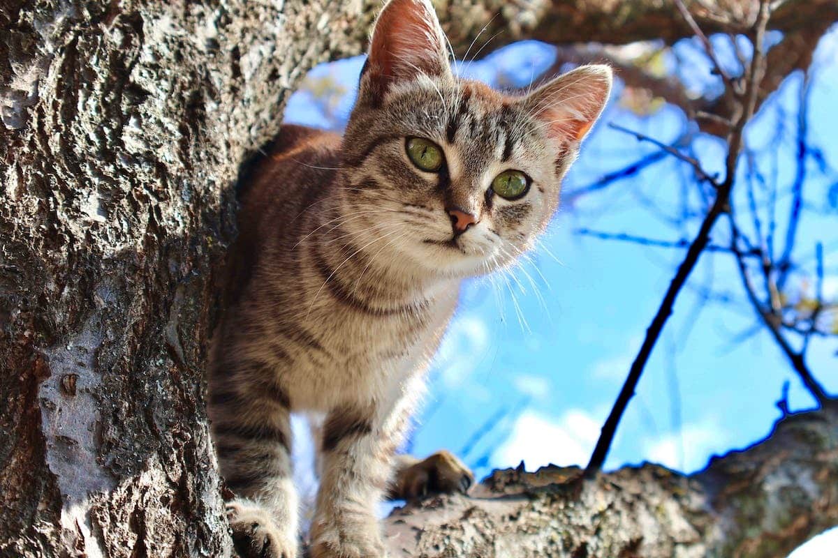 arbre à chat