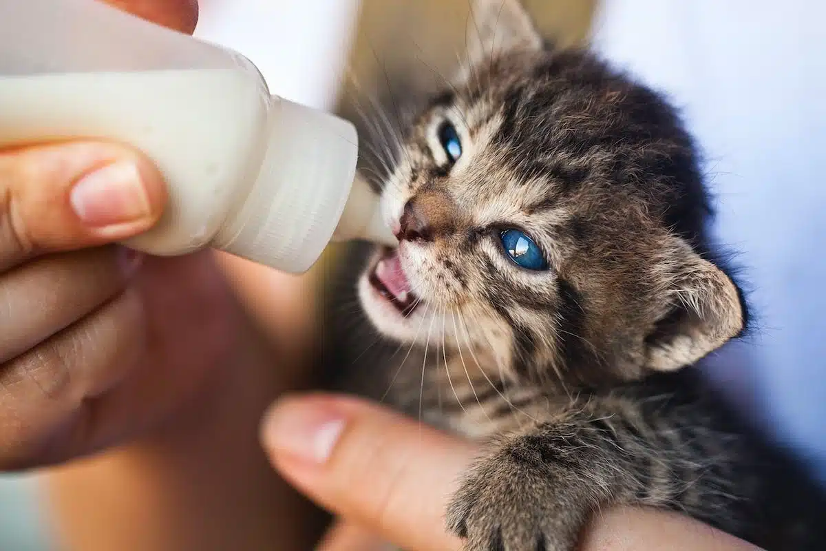 chaton  socialisation