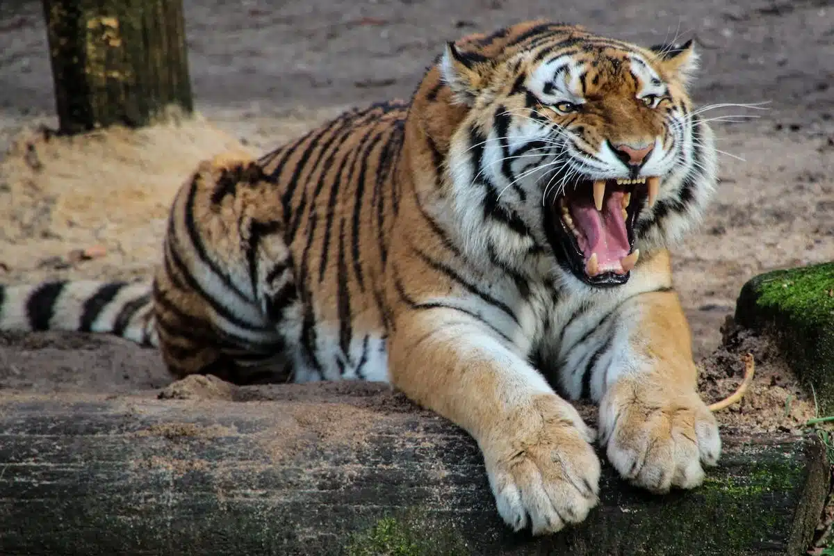 animaux  performance