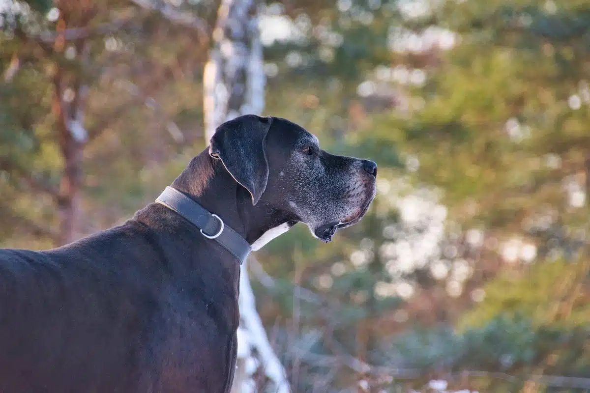 chien rare