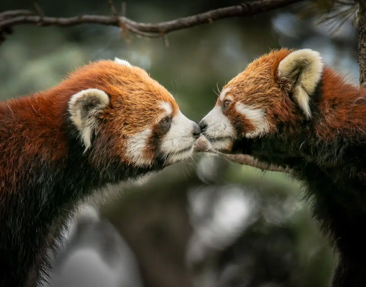 animaux  internet