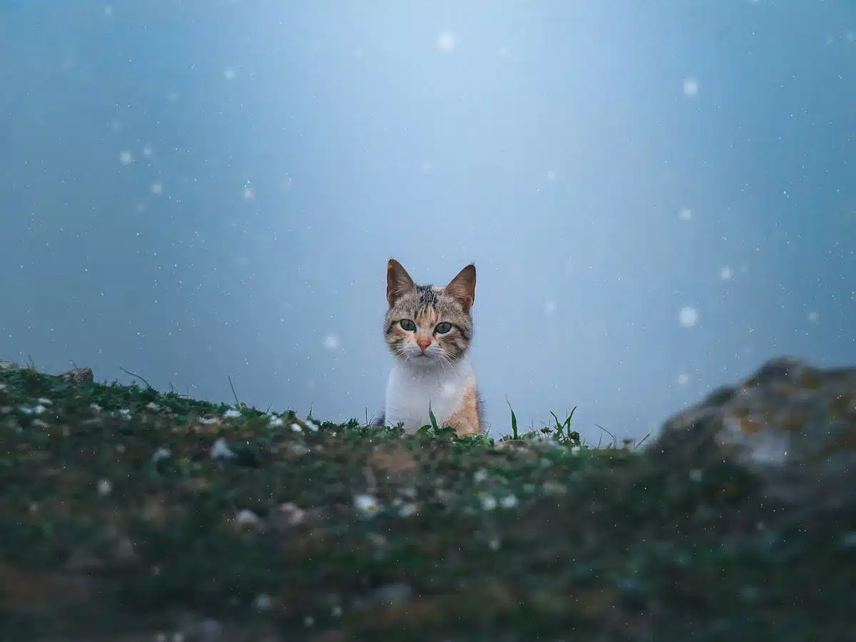 chat  environnement