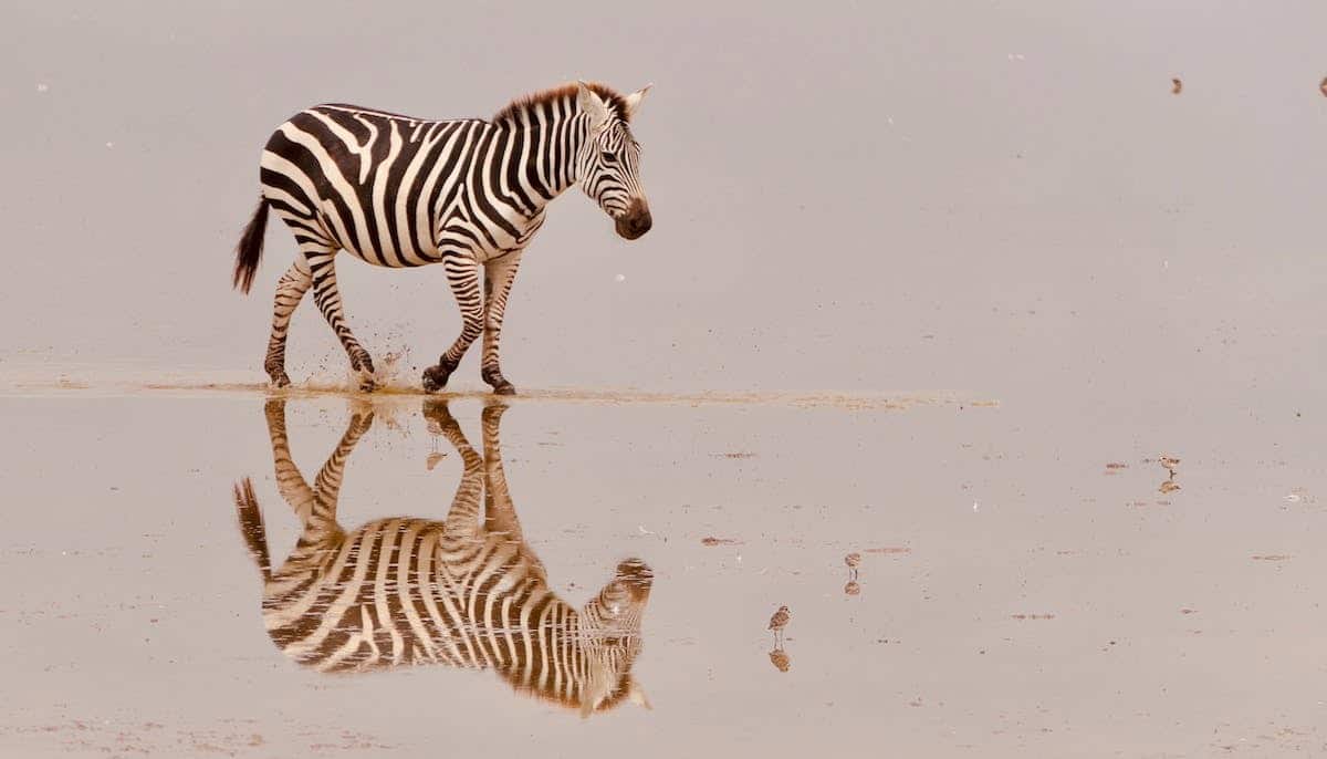 art animalier