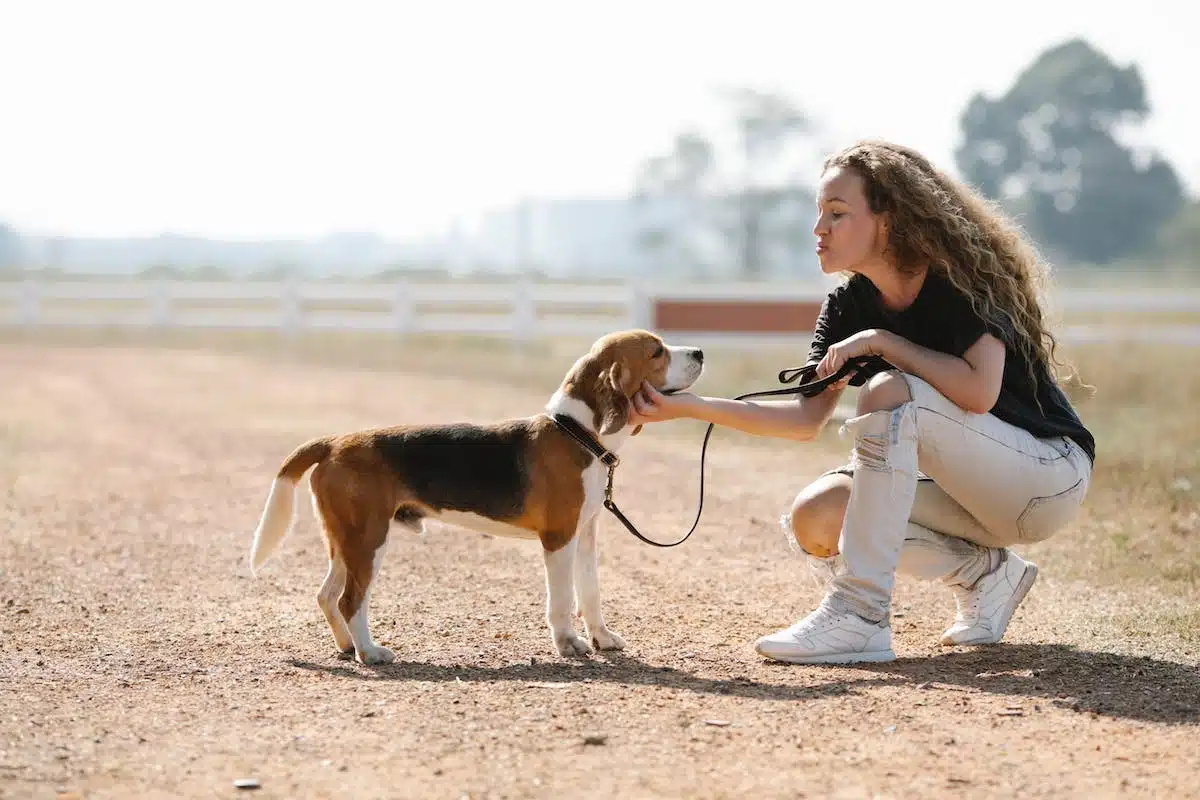 sport  chien