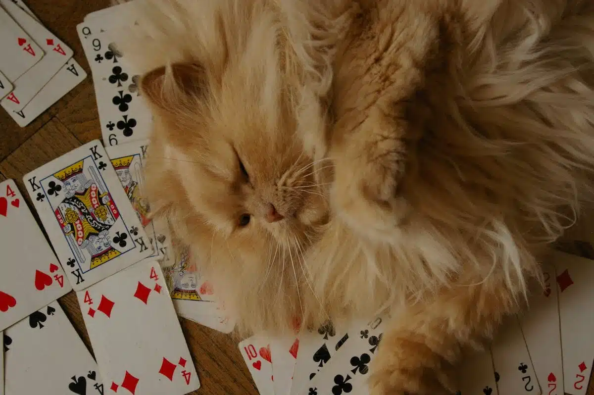 chat  jeu