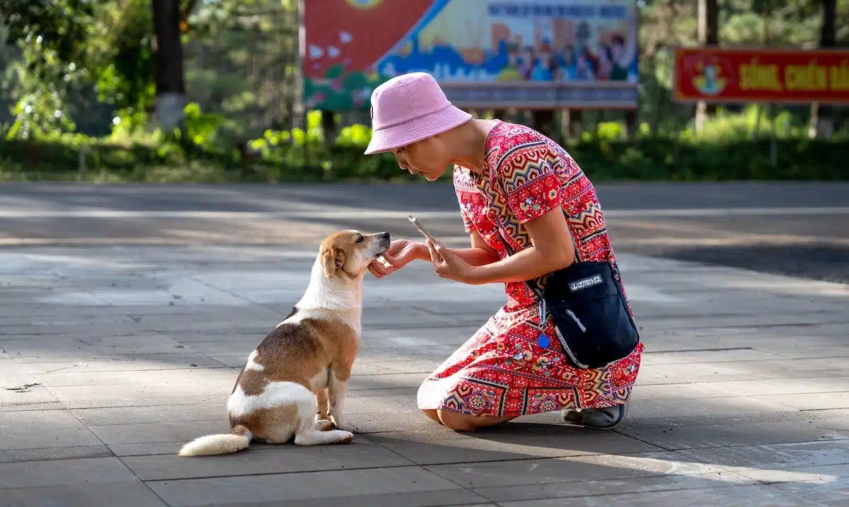 chien  alimentation