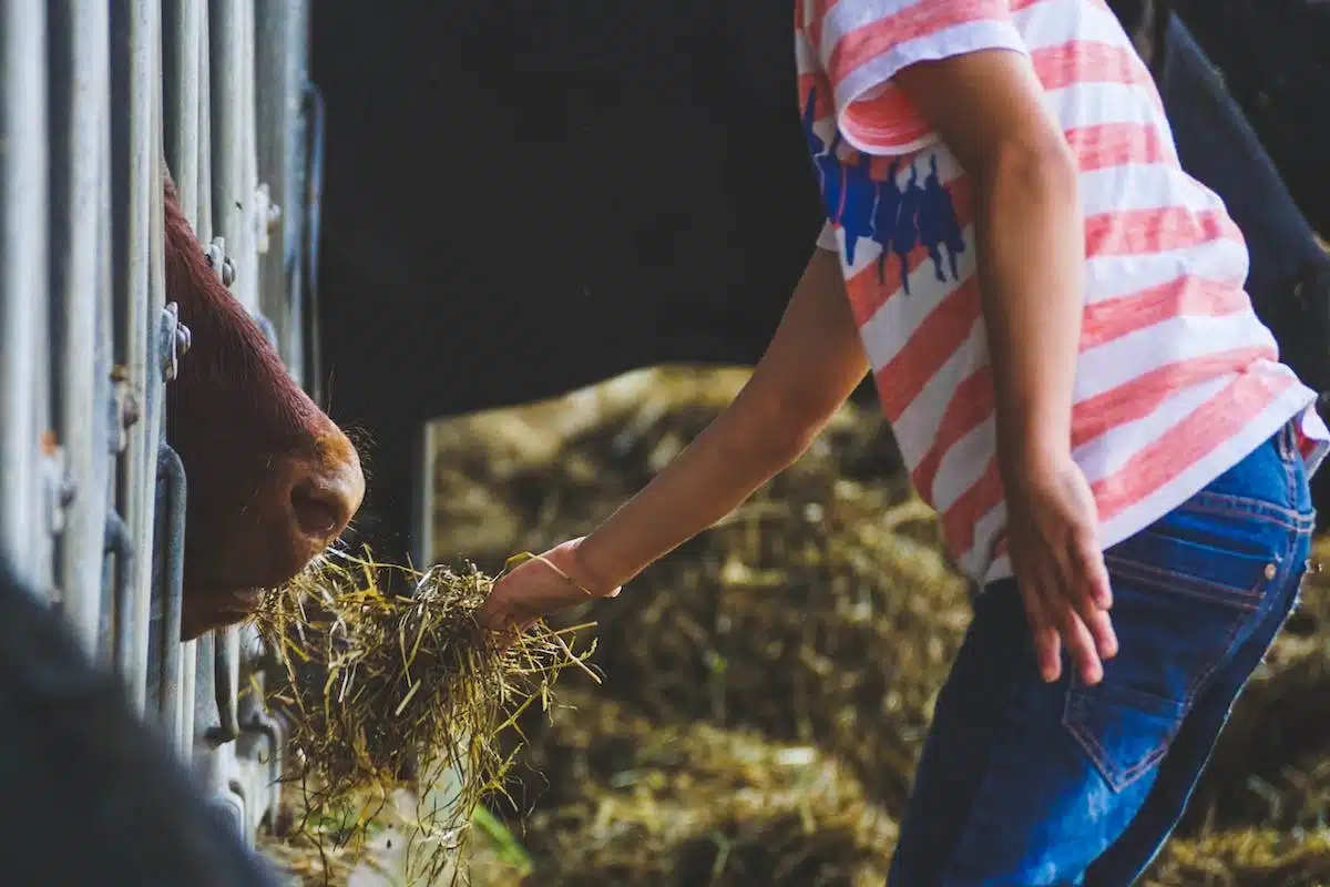 alimentation animaux