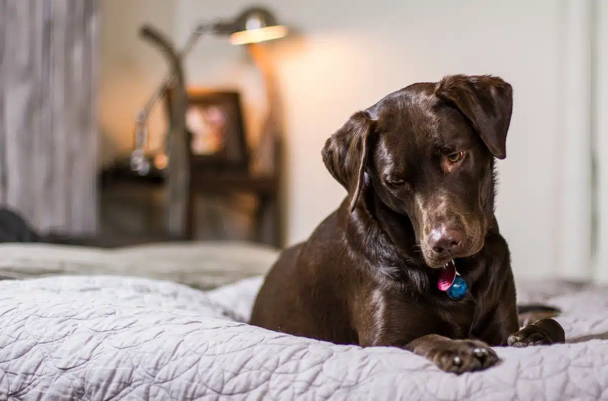 chien  détente