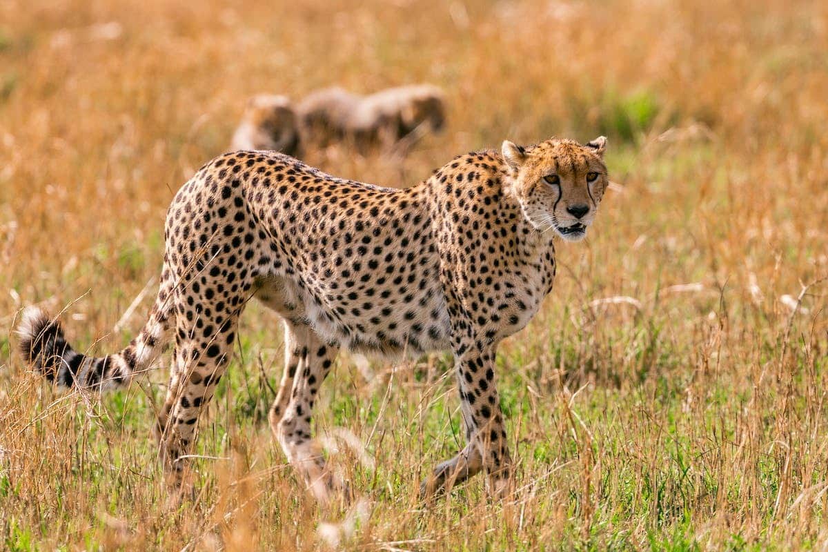 animal  jouer