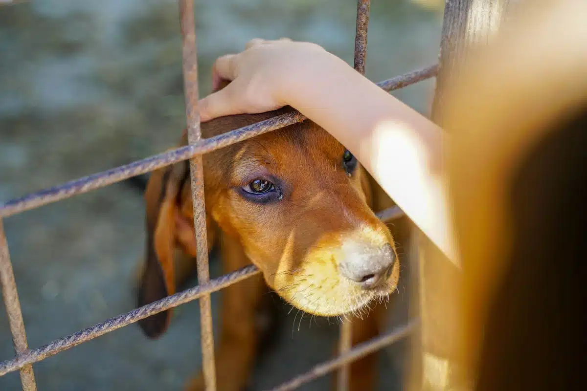 protection animale