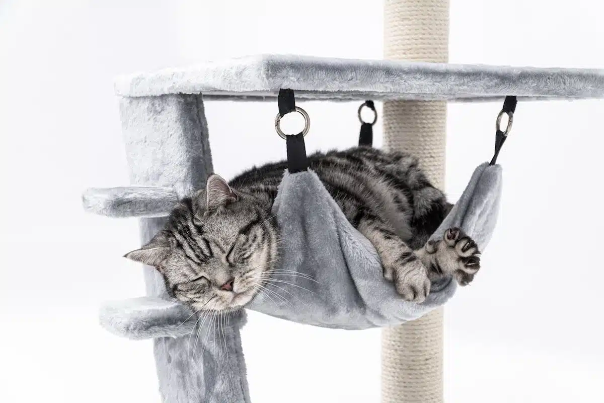chat  meubles