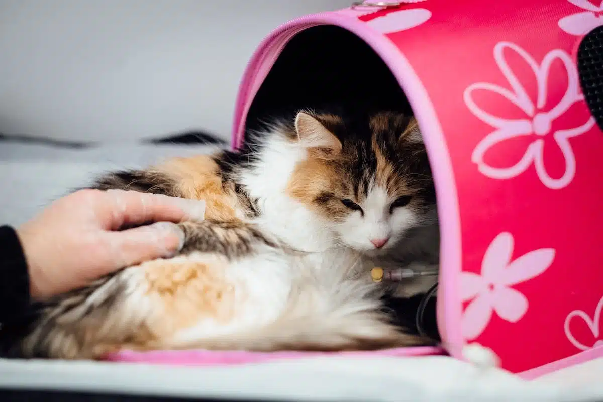 chat  thérapeutique