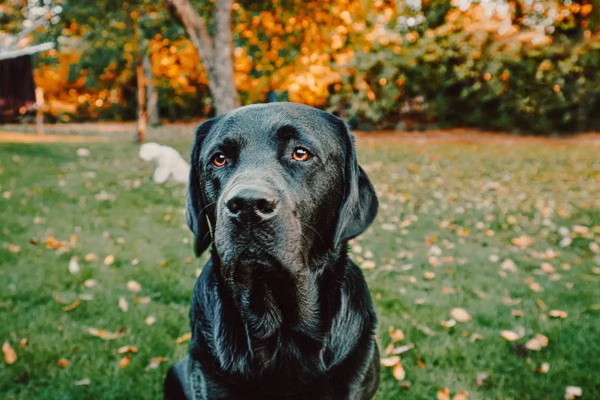 intelligent dogs