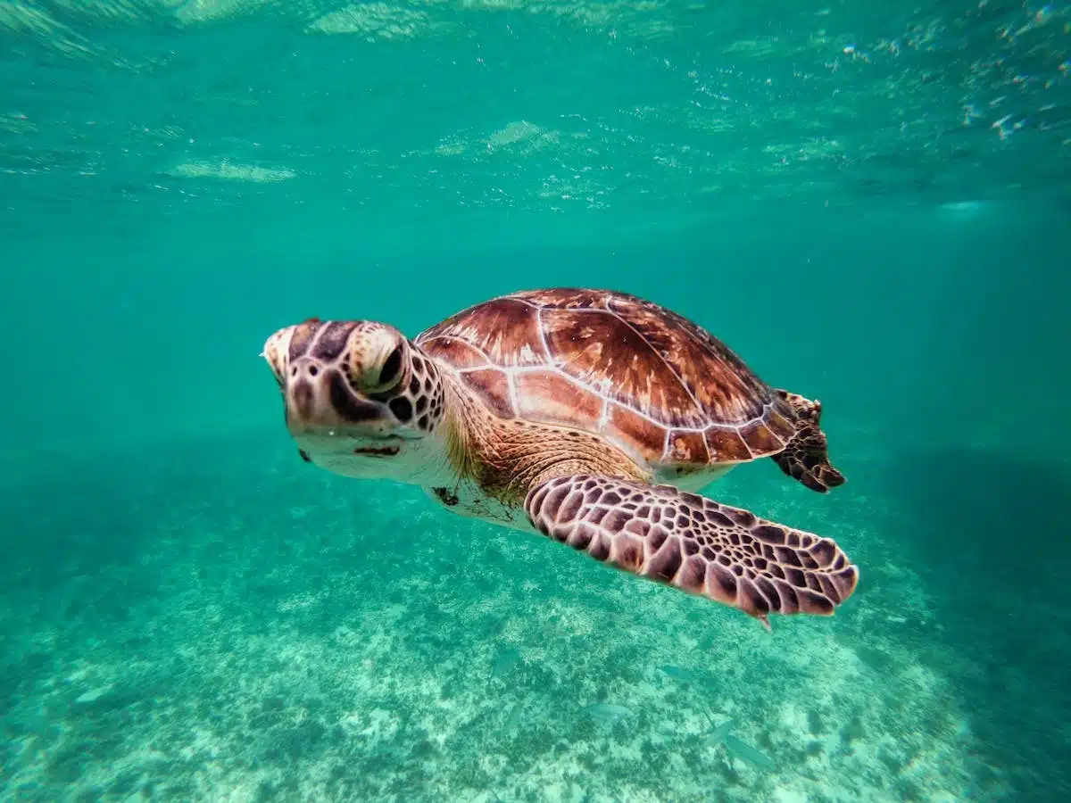 créatures marines