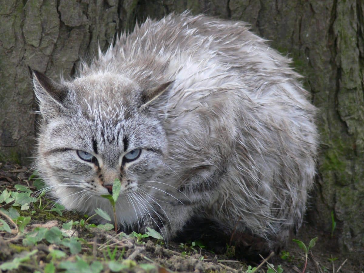 maladies qui surviennent lorsqu’un chat éternue