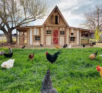 Comment construire un poulailler durable et économique avec des palettes ?