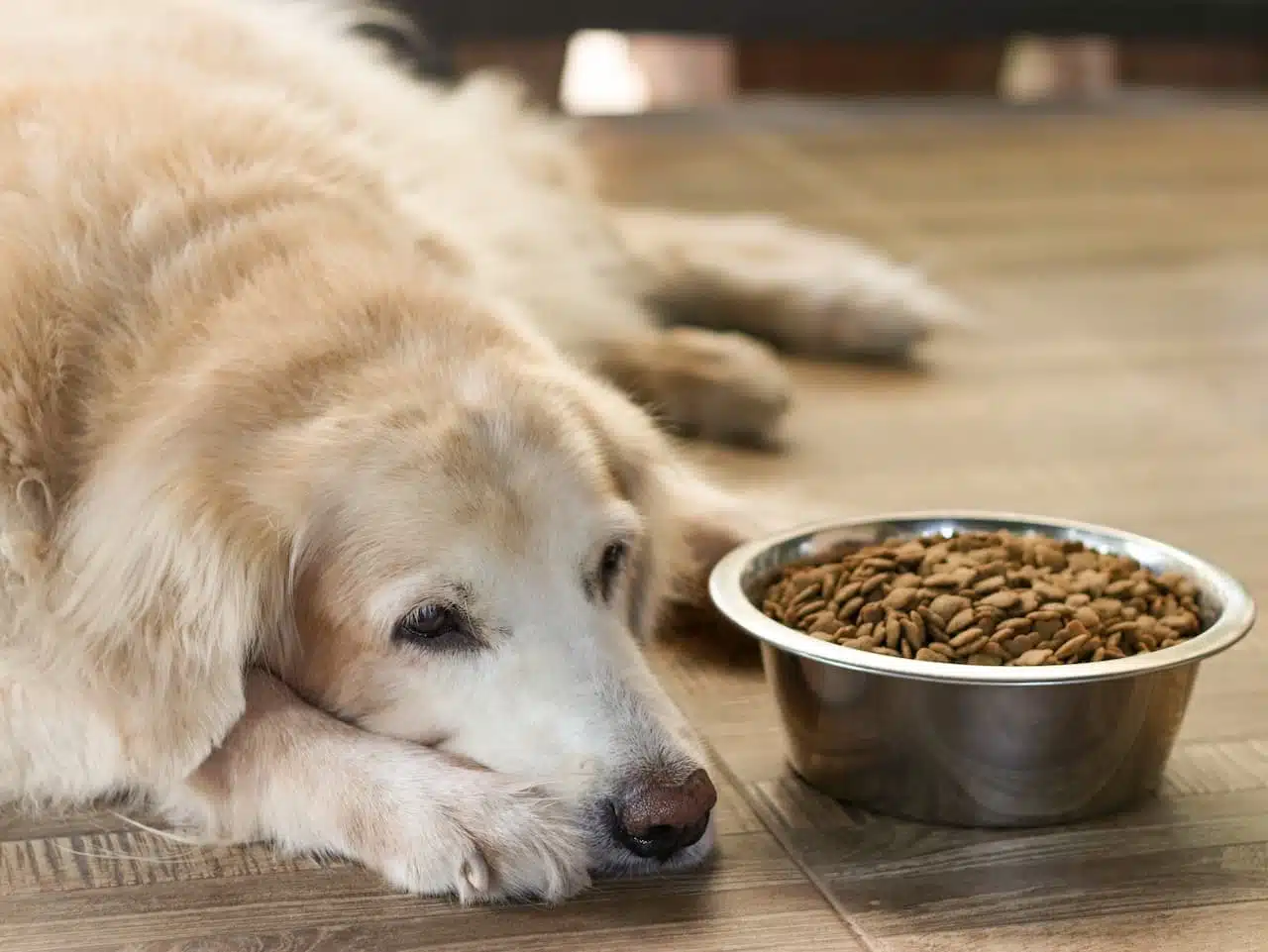 Les erreurs courantes à éviter lorsque votre chien vomit