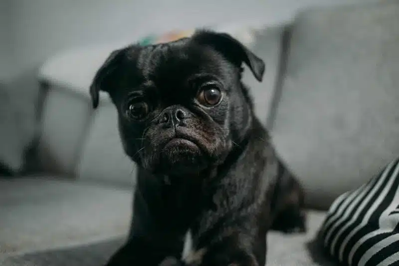 Les erreurs courantes à éviter lorsque votre chien vomit