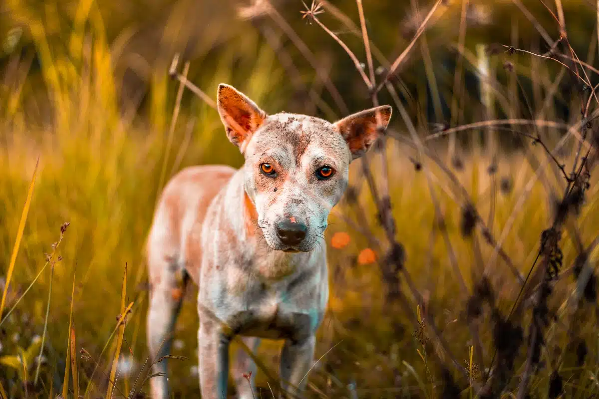 abandon animal