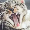 yawning brown tabby kitten