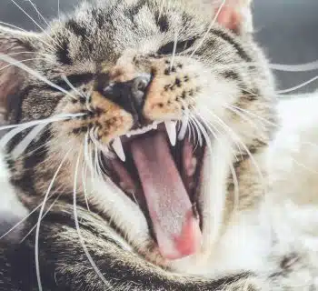 yawning brown tabby kitten