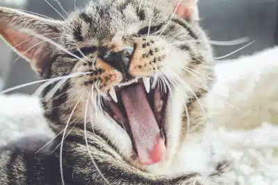 yawning brown tabby kitten