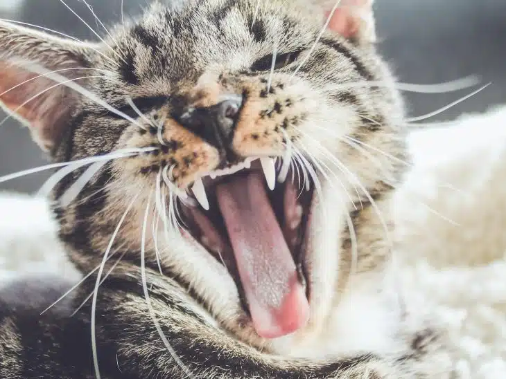 yawning brown tabby kitten