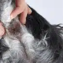 inflammation des glandes anales chien